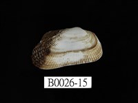 藏品(鬍魁蛤(布紋蚶))的圖片